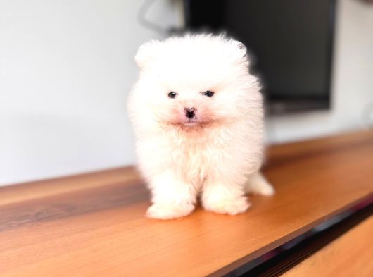 İlgi̇ Deli̇si̇ Pomerani̇an Boo görsel