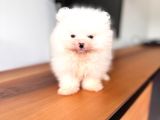 İlgi̇ Deli̇si̇ Pomerani̇an Boo