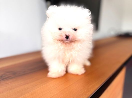 İlgi̇ Deli̇si̇ Pomerani̇an Boo görsel