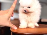 İlgi̇ Deli̇si̇ Pomerani̇an Boo