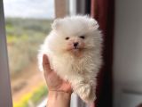 İLGİ DELİSİ POMERANİAN BOO