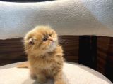 Mükemmel Bebek Garfield Scotish Fold Long Dişi