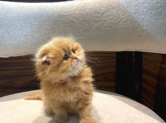 Mükemmel Bebek Garfield Scotish Fold Long Dişi görsel