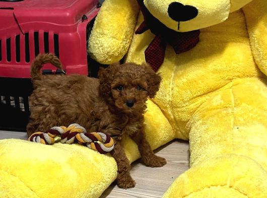 4 Aylık Toy Poodle görsel