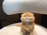 Mükemmel bebek garfield Scotish fold long Dişi