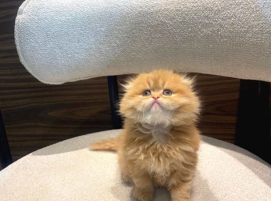Mükemmel Bebek Garfield Scotish Fold Long Dişi