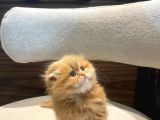 Mükemmel Bebek Garfield Scotish Fold Long Dişi