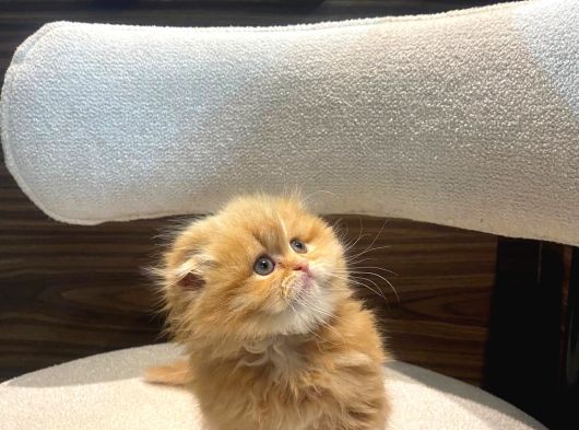 Mükemmel Bebek Garfield Scotish Fold Long Dişi görsel