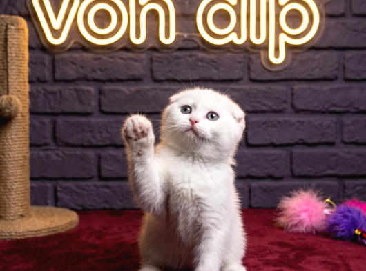 Sevi̇mli̇ Scotti̇sh Fold Kedi̇leri̇mi̇z görsel
