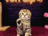 SEVİMLİ SCOTTİSH FOLD KEDİLERİMİZ