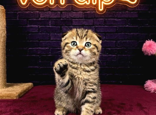 Sevi̇mli̇ Scotti̇sh Fold Kedi̇leri̇mi̇z