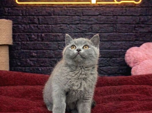 MÜKEMMEL BRİTTİSH SHORTHAİR YAVRULARIMIZ
