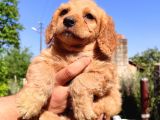 Maltipoo Yavrularımız Yuvasını Arıyor