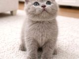 FAWN RENK ayı surat top safkan british shorthair bebis
