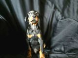 Tuvalet Eğitimli Doberman Yavrular