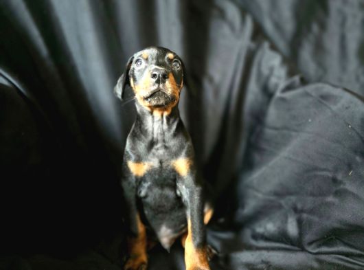 Tuvalet Eğitimli Doberman Yavrular görsel