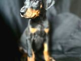 Tuvalet Eğitimli Doberman Yavrular