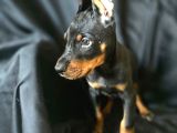 Tuvalet eğitimli doberman yavrular