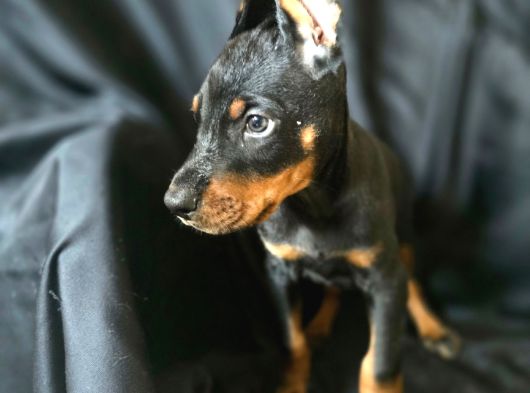 Tuvalet Eğitimli Doberman Yavrular