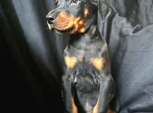 Tuvalet Eğitimli Doberman Yavrular görsel