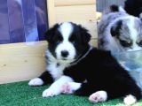 Border Collie Mükemmel Yavrularımız