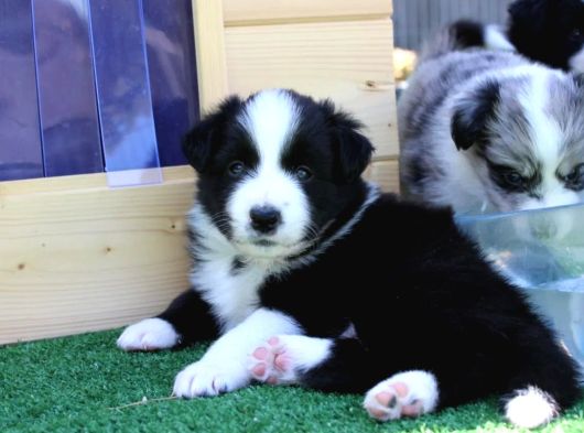 Border Collie Mükemmel Yavrularımız görsel