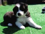 Border collie mükemmel yavrularımız