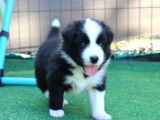 Border Collie Mükemmel Yavrularımız