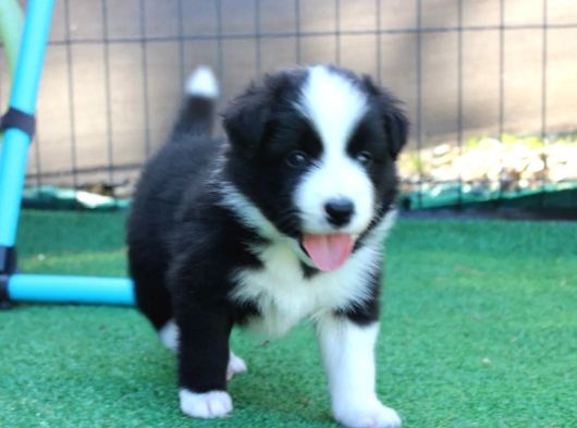 Border Collie Mükemmel Yavrularımız görsel