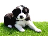 Border Collie Mükemmel Yavrularımız