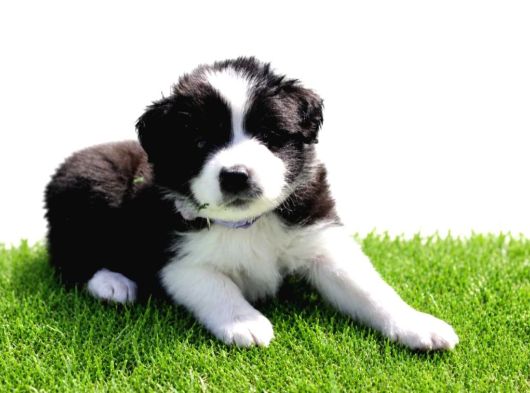 Border Collie Mükemmel Yavrularımız görsel