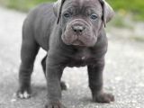 Cane Corso En Kalitelisi Bizde Var