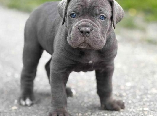 Cane Corso En Kalitelisi Bizde Var görsel