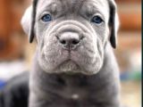 Cane Corso En Kalitelisi Bizde Var