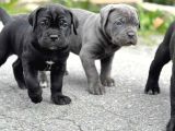 Cane corso en kalitelisi bizde var