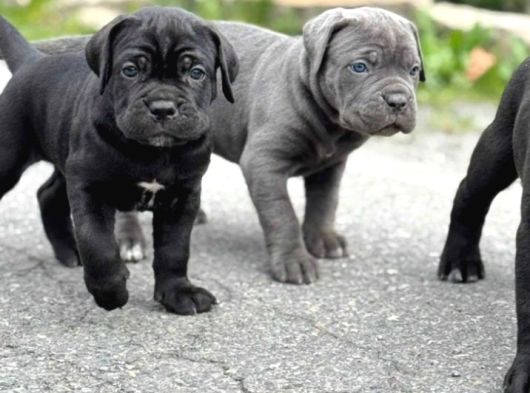 Cane corso en kalitelisi bizde var