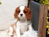 Cavalier king charles yavru