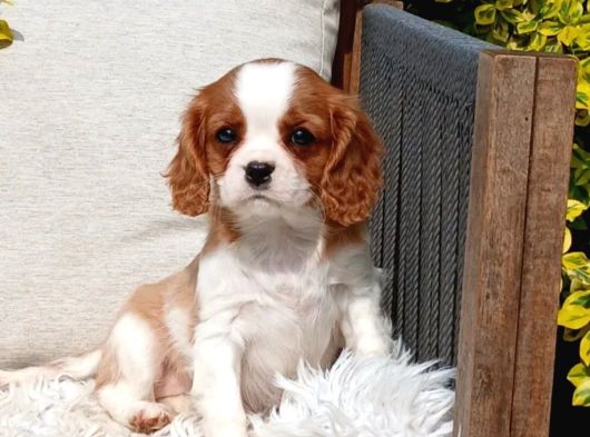 Cavalier King Charles Yavru