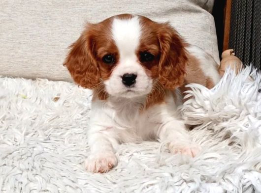 Cavalier King Charles Yavru görsel