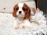 Cavalier King Charles Yavru