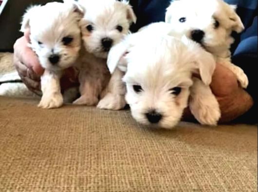A Kalite Maltese Bebeklerimiz görsel