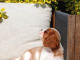 Cavalier King Charles Yavru