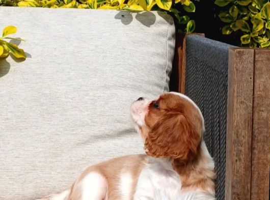 Cavalier King Charles Yavru görsel