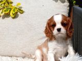 Cavalier King Charles Yavru