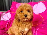 MİNİ BOY MALTIPOO ERKEK YAVRULARIMIZ
