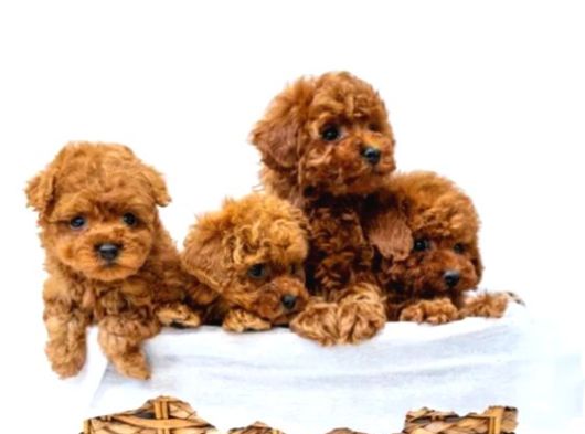 Toy Poodle Irkının En Güzeli Mükemmel Yavrular