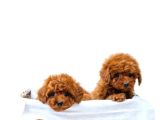Toy Poodle Irkının En Güzeli Mükemmel Yavrular
