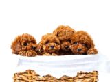 Toy Poodle Irkının En Güzeli Mükemmel Yavrular