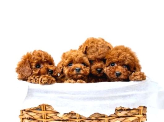 Toy Poodle Irkının En Güzeli Mükemmel Yavrular görsel