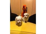 Ev Doğumu Maltipoo Yavrularımız